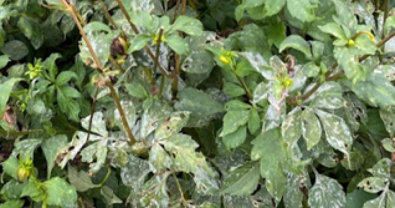 Afbeelding bij Met het oog van de viroloog