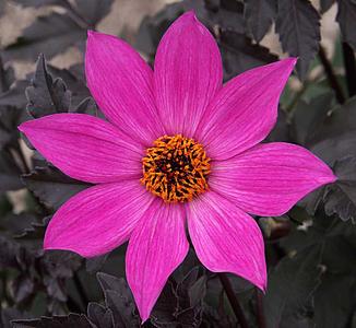 Magenta Star