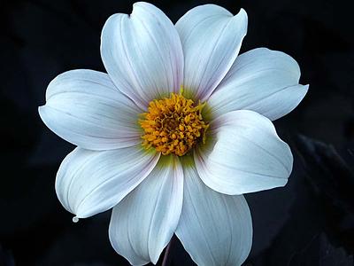 Twyning's After Eight