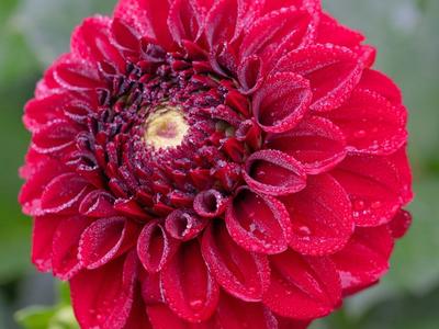 Bizon Red