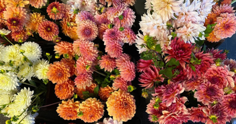 Afbeelding bij Keuzestress