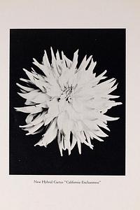 California Enchantress