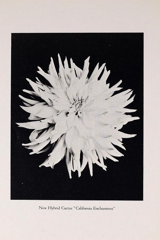 California Enchantress