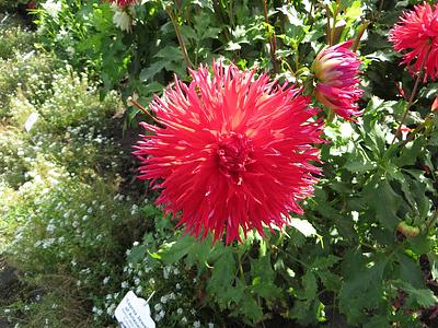 Caproz Jewel of Arlene