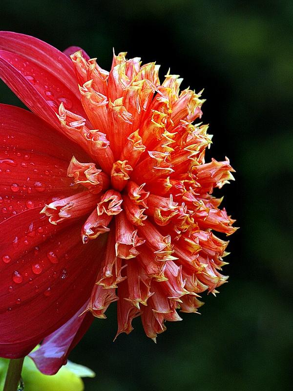 Eileen C