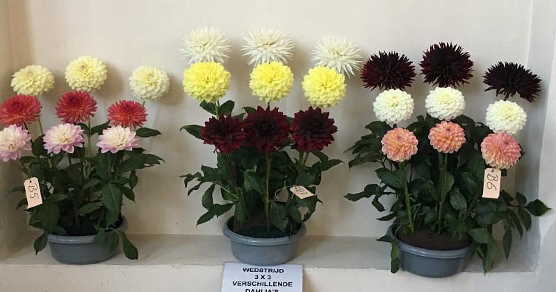 Afbeelding bij It's showtime