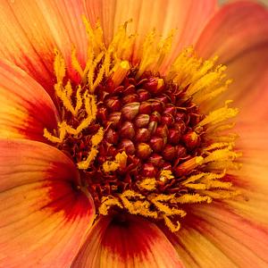 Happy Single First Love