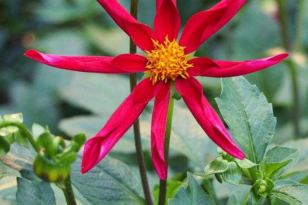 Honka Rood