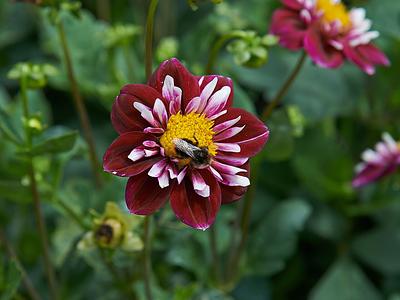 Impression Fantastico