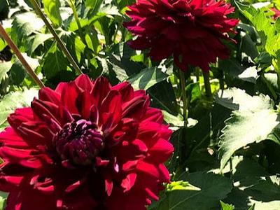 Hollyhill Black Beauty