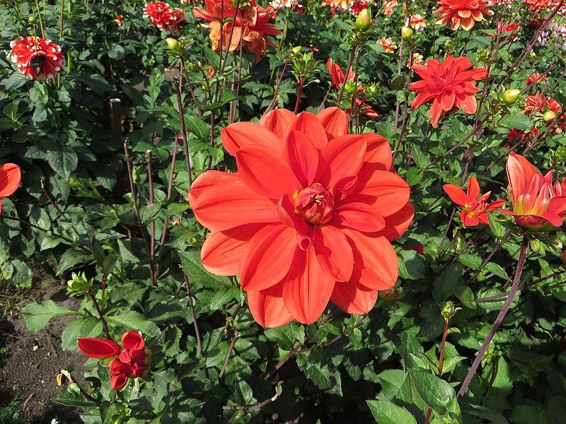 Patricia Ann's Sunset