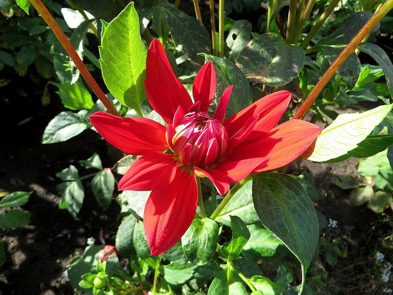 Red Royal Diana