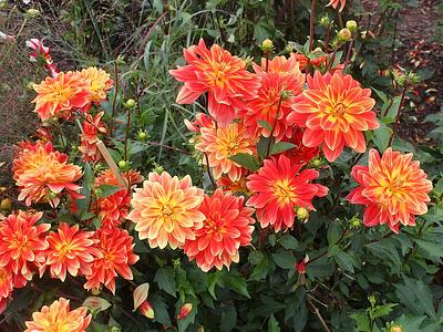 Renaissancestadt Torgau