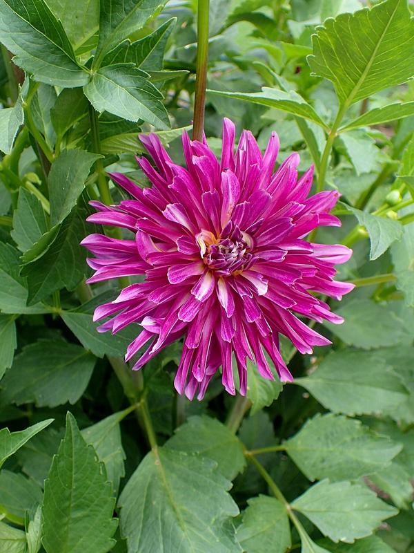 Rivers's Purple Pinwheel