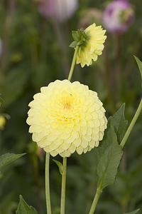 Ruskin Diana