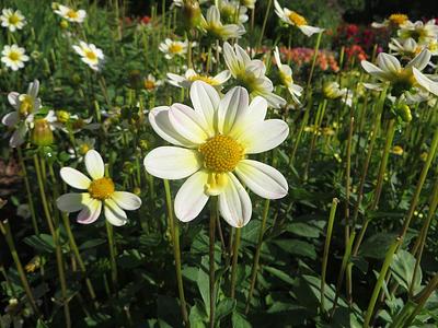 Topmix White