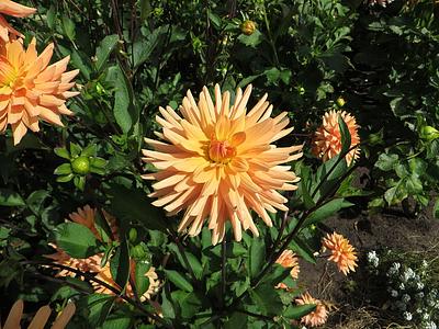 Tropic Sun