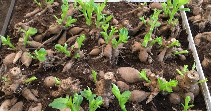 Afbeelding bij Ontwaken uit de winterslaap