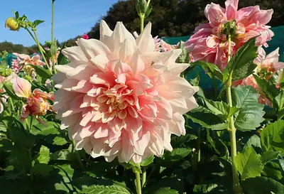 Decoratieve dahlia's