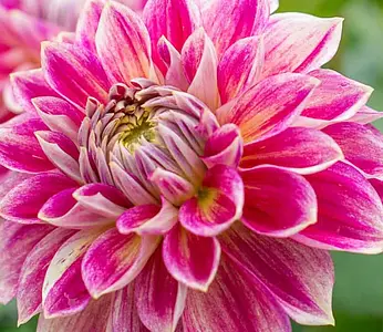 Waterlelie dahlia's