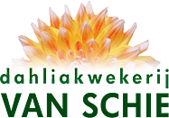 Dahliakwekerij Van Schie