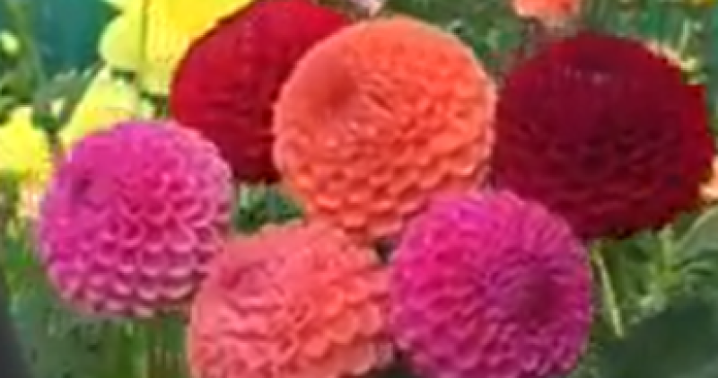 Afbeelding bij Darwin in de dahlia's