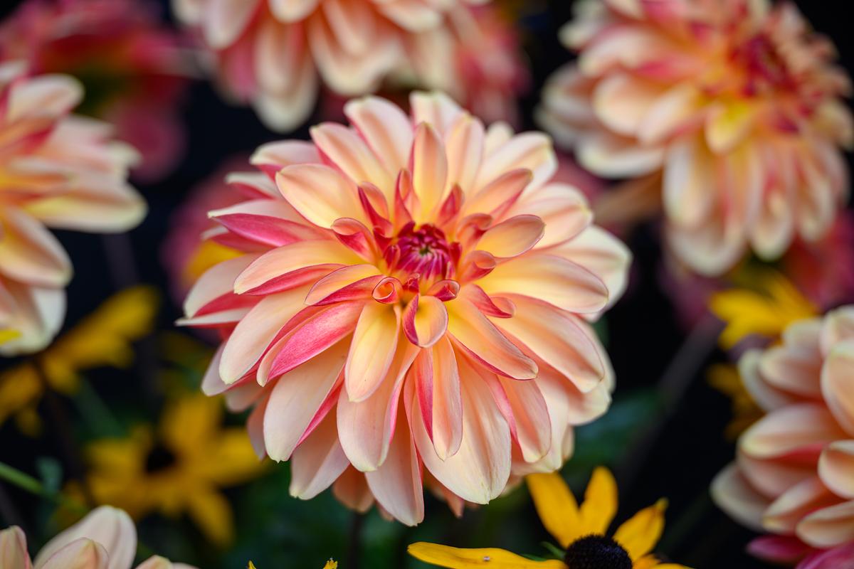 Dahlia Hof van Twente gedoopt door burgemeester Nauta