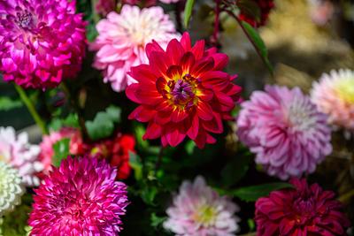 NK Dahliakweken 2025