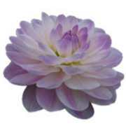 Dansk Dahlia Selskab