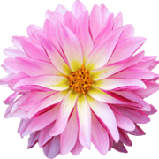 Bloemenvereniging Flora Veldhoven