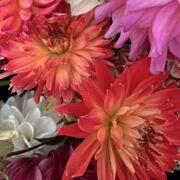 Dahliaclub St. Martinus