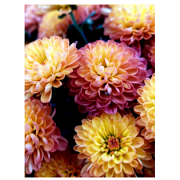 Dahliavereniging Prinses Irene