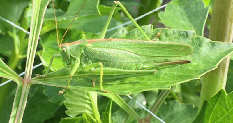 Afbeelding bij Vijanden op de loer